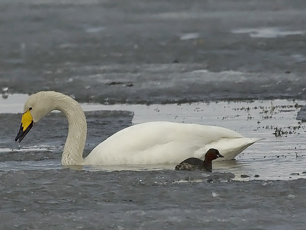 Pikku-uikku, Little Grebe, Tachybaptus ruficollis